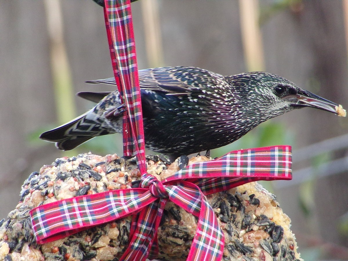 European Starling - ML647416203