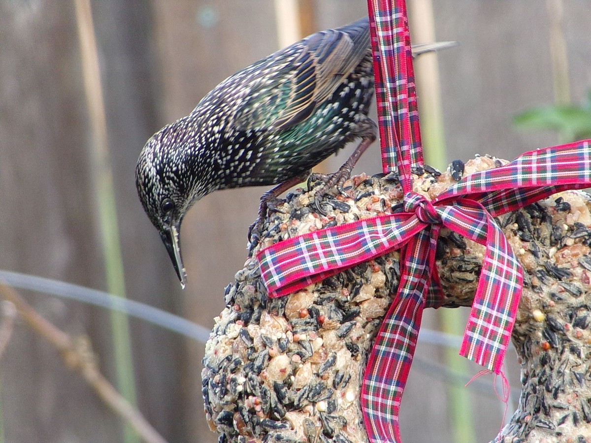 European Starling - ML647416204