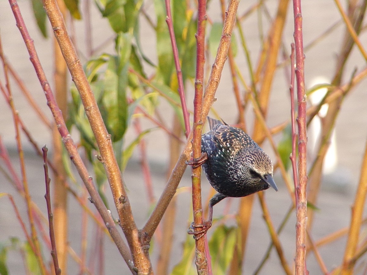 European Starling - ML647416205