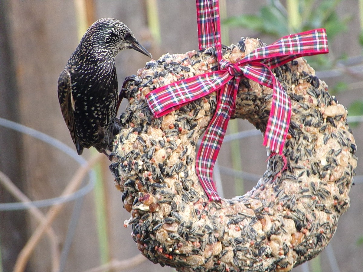 European Starling - ML647416207