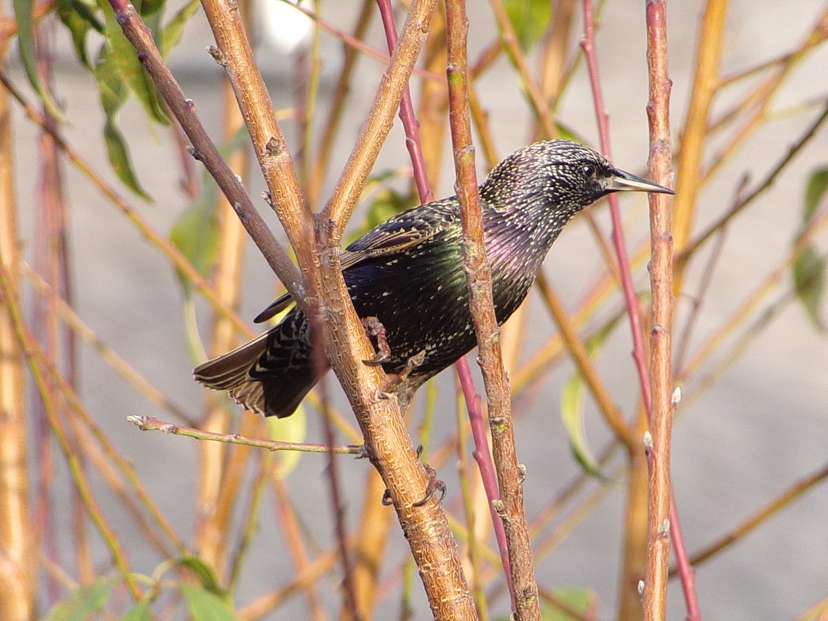 European Starling - ML647416208