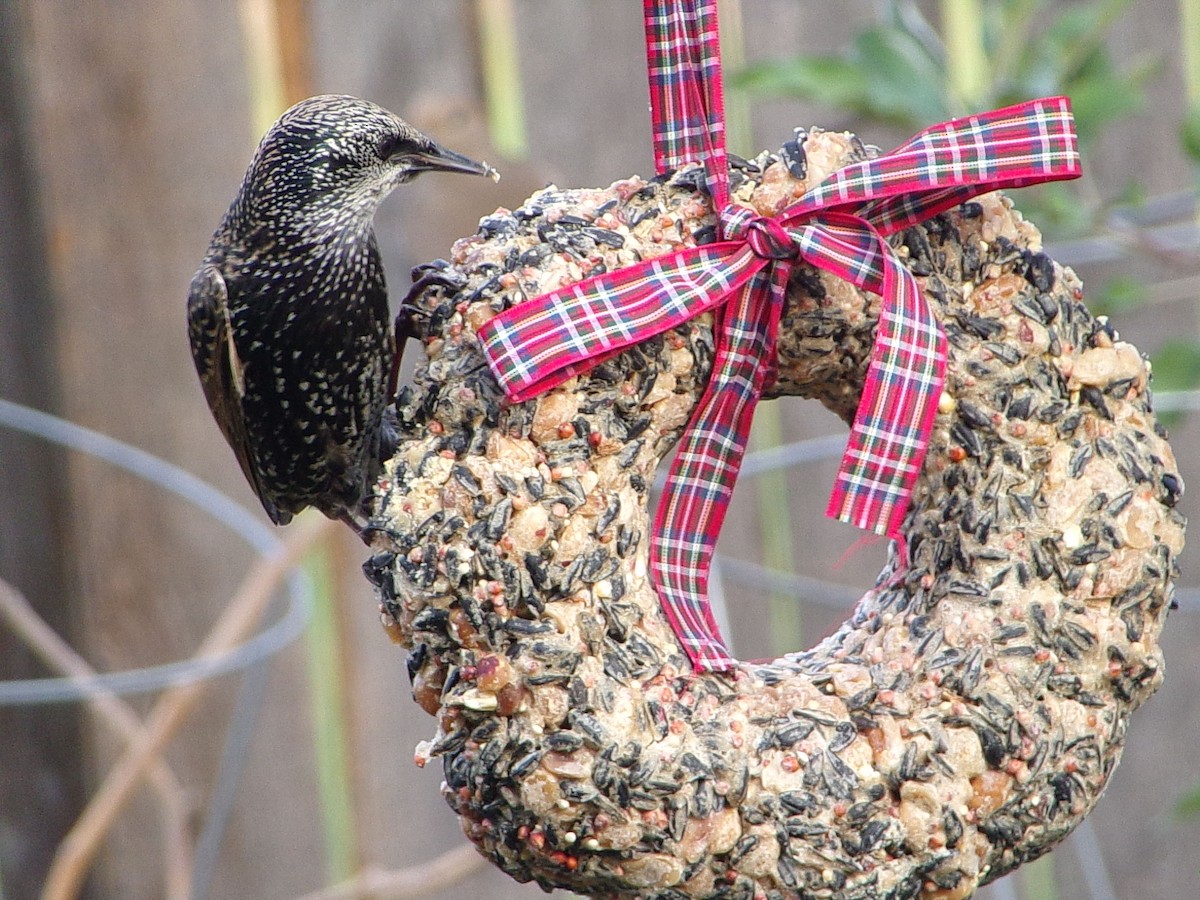 European Starling - ML647416209