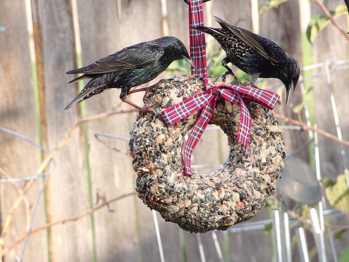 European Starling - ML647416210