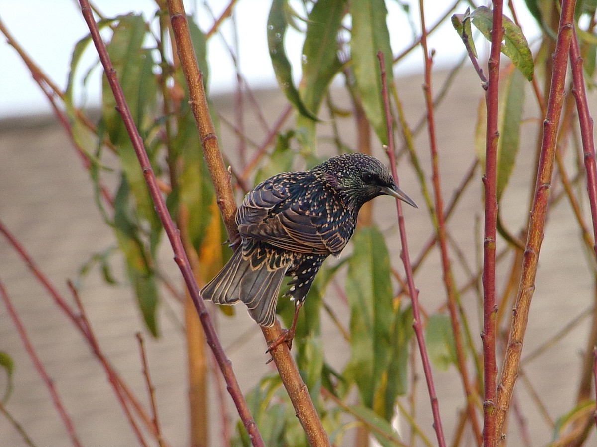 European Starling - ML647416211
