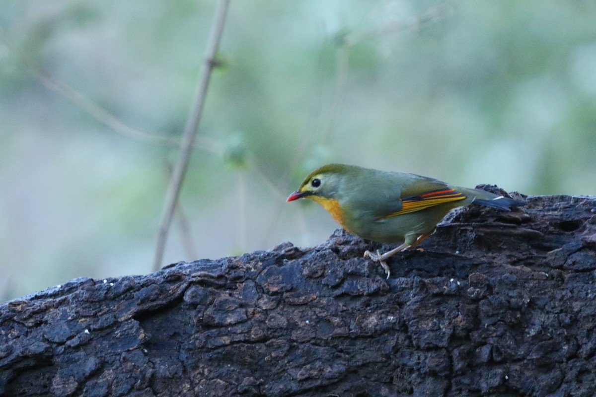 Red-billed Leiothrix - ML647416216