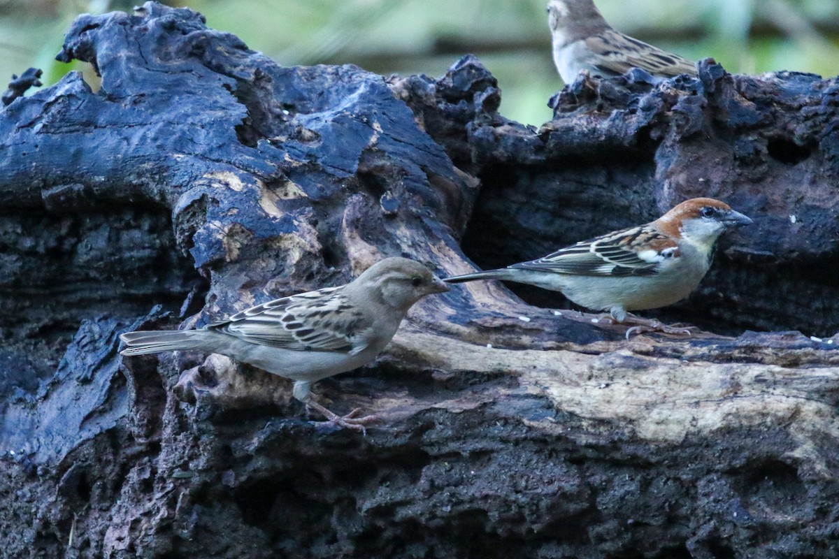 Russet Sparrow - ML647416228