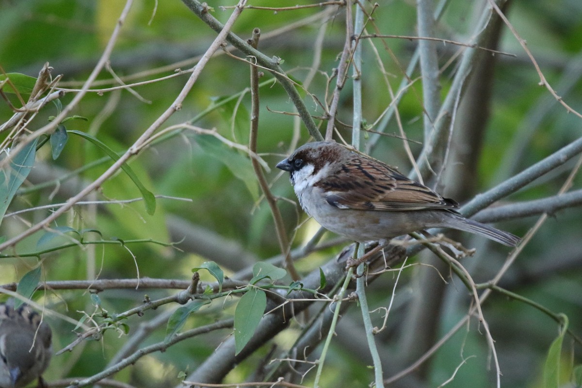House Sparrow - ML647416234