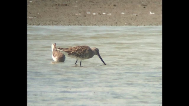 Азиатский бекасовидный веретенник - ML647416245
