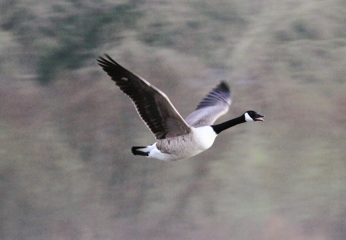 Canada Goose - ML647416248