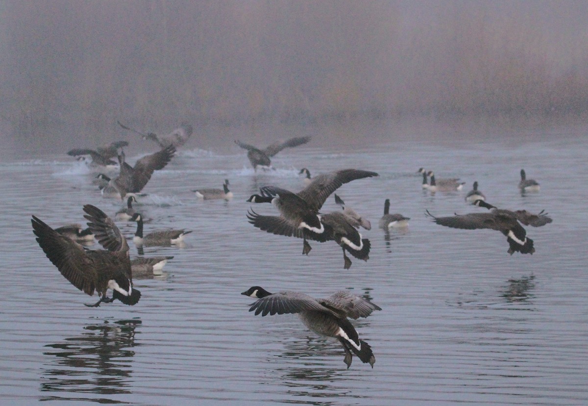Canada Goose - ML647416249