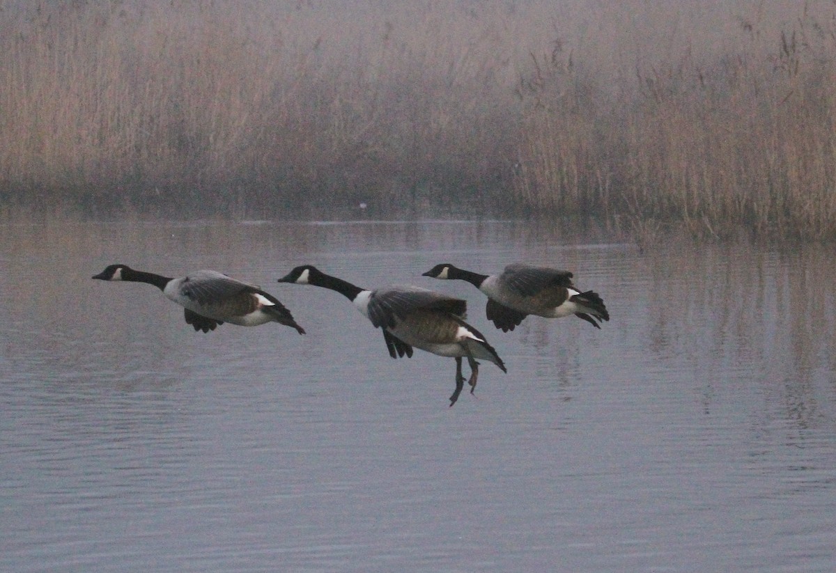 Canada Goose - ML647416250