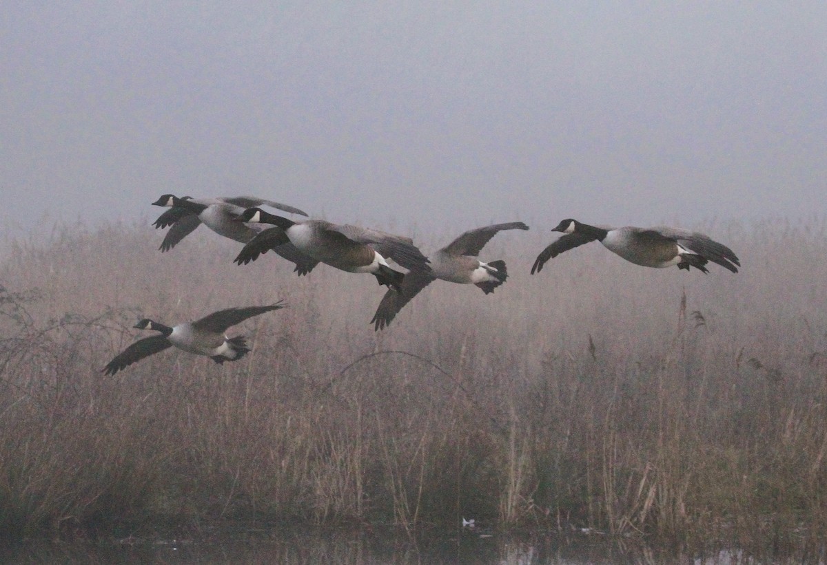 Canada Goose - ML647416251