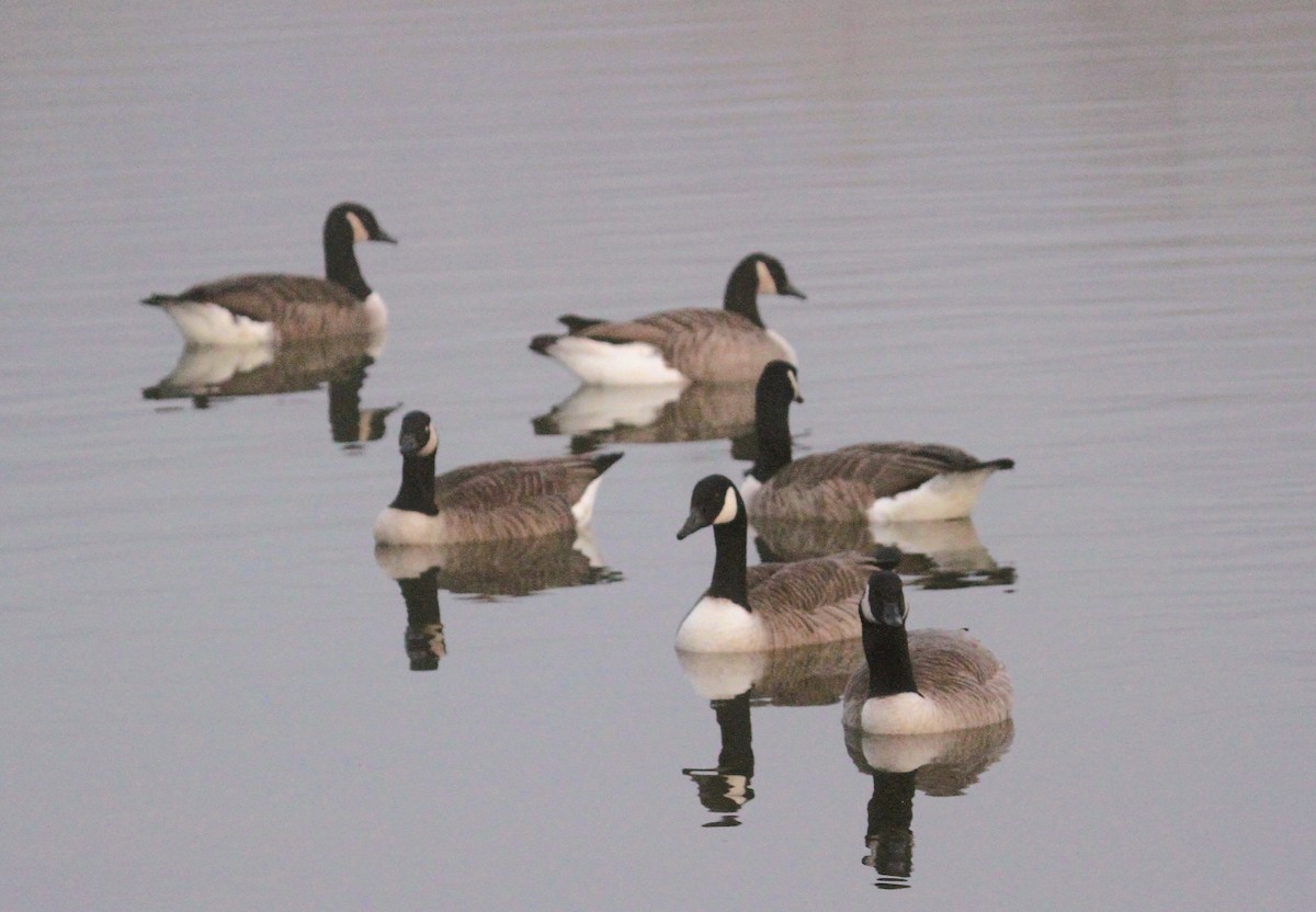 Canada Goose - ML647416252