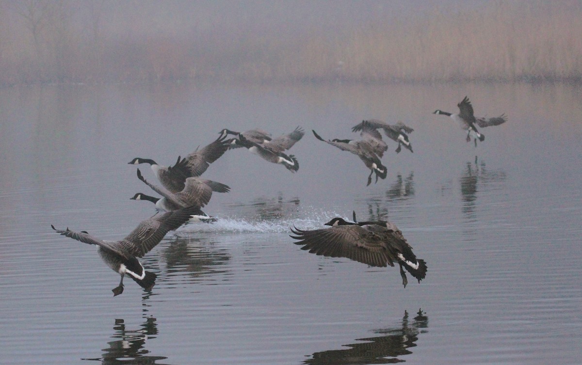 Canada Goose - ML647416253