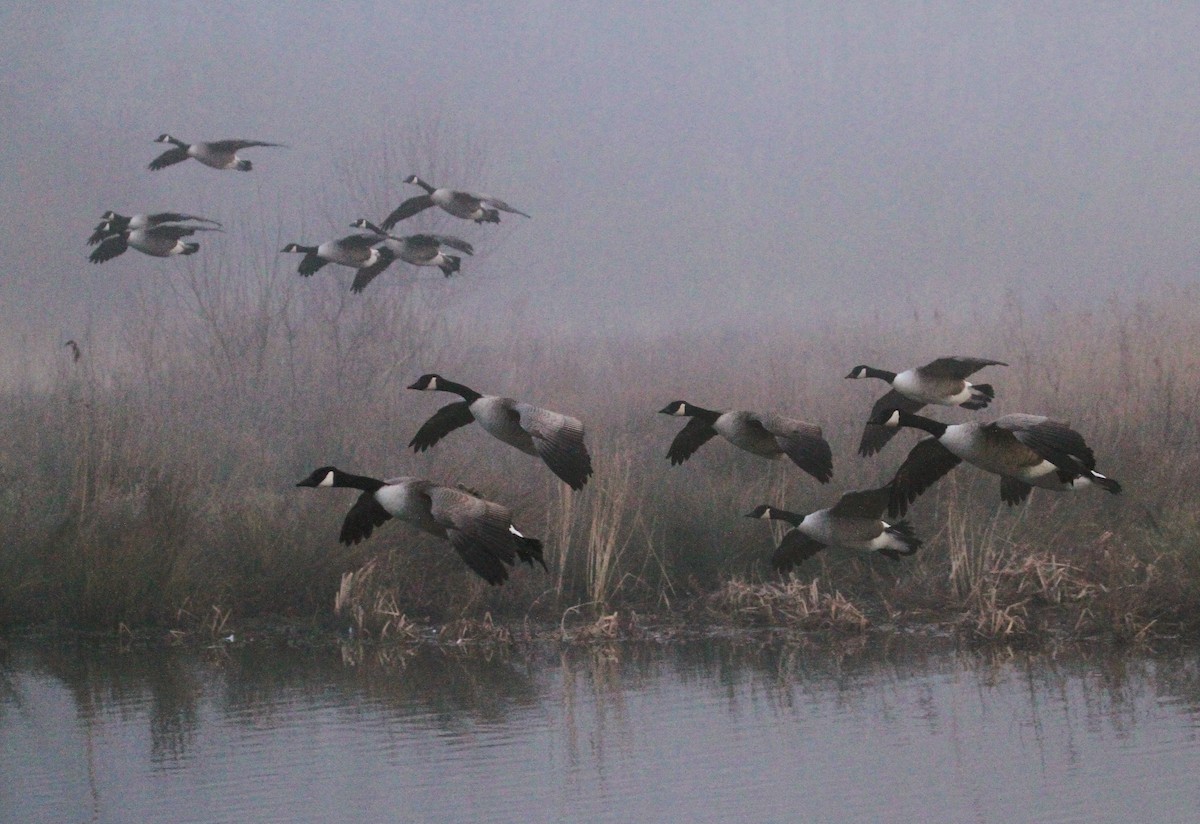 Canada Goose - ML647416254