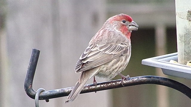 Мексиканская чечевица - ML647416263