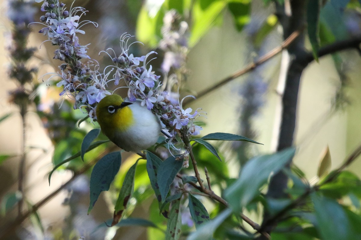 Indian White-eye - ML647416264