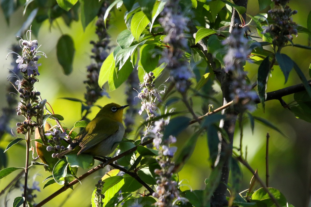 Indian White-eye - ML647416265