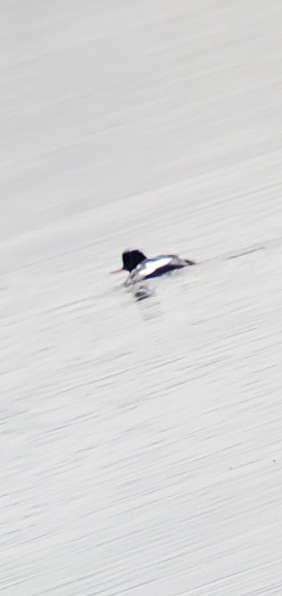 Крех середній - ML647416278