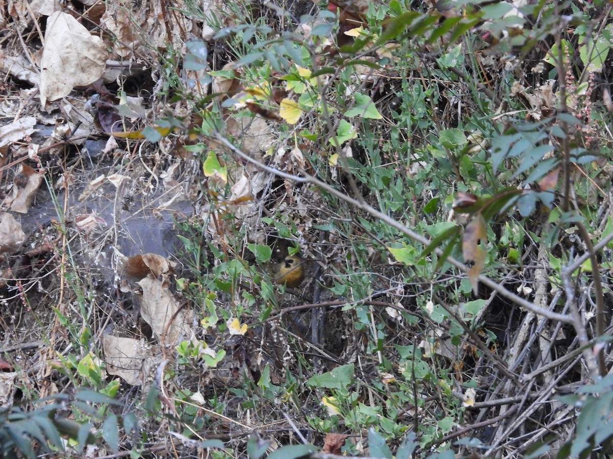 Black-chinned Babbler - ML647416289