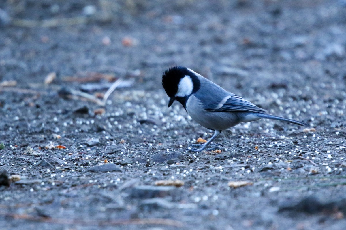 Asian Tit - ML647416292