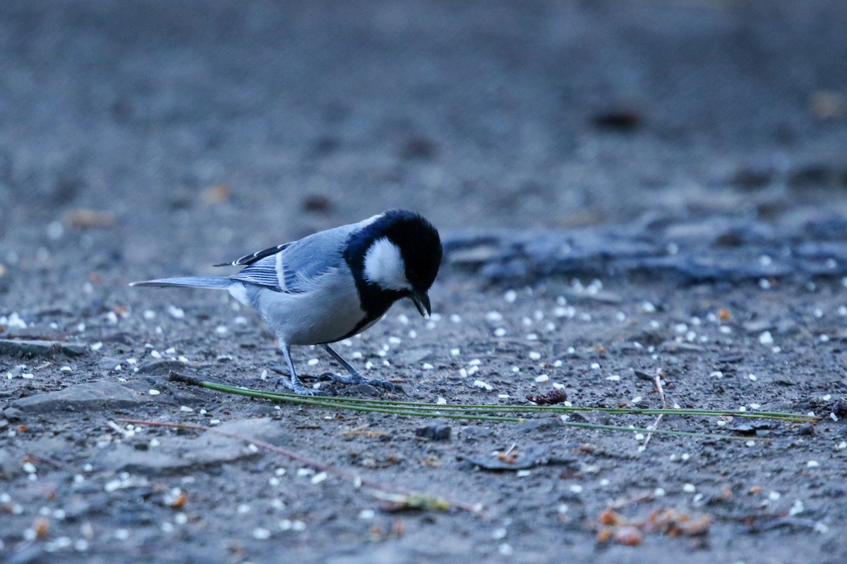 Asian Tit - ML647416293