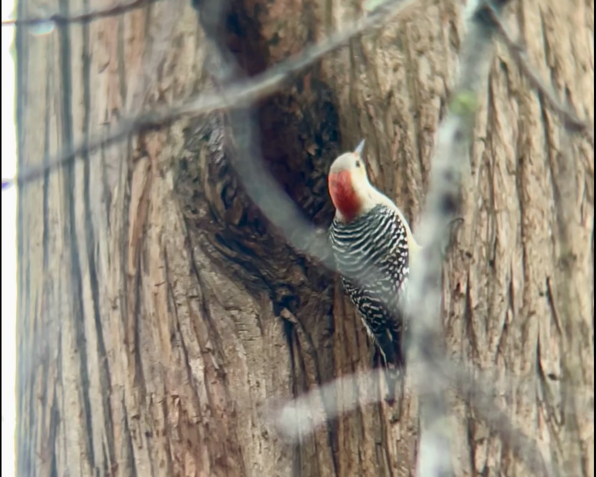 Pic à ventre roux - ML647416295