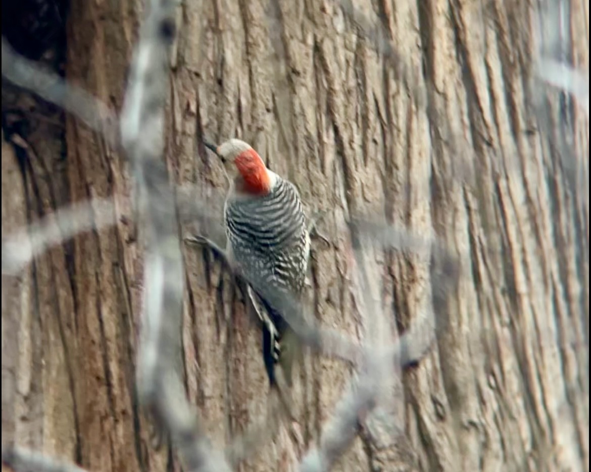 Pic à ventre roux - ML647416296