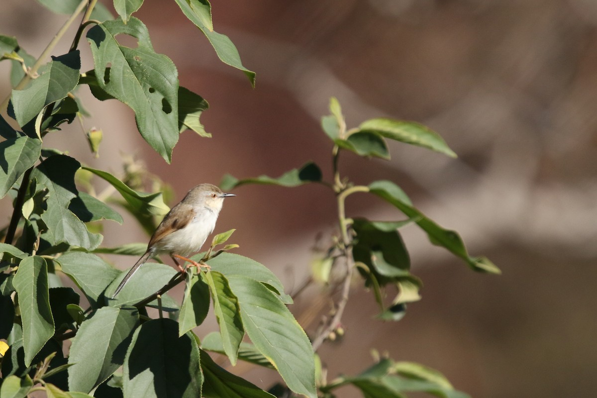 Plain Prinia - ML647416297