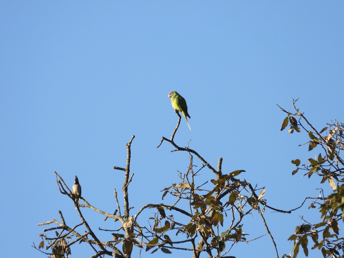 alexandr černohlavý - ML647416302