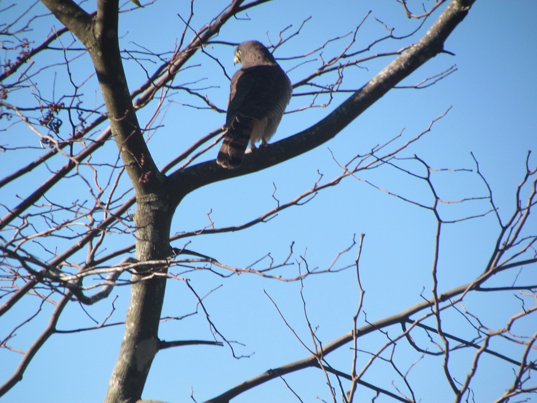 Roadside Hawk - ML647416305