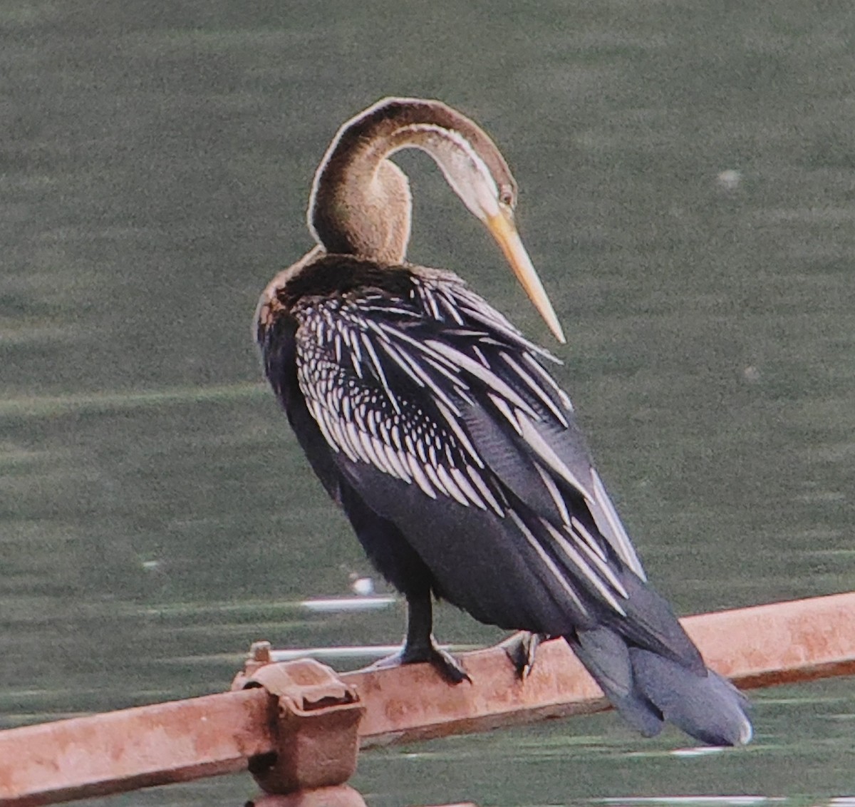 נחשון אסייתי - ML647416312