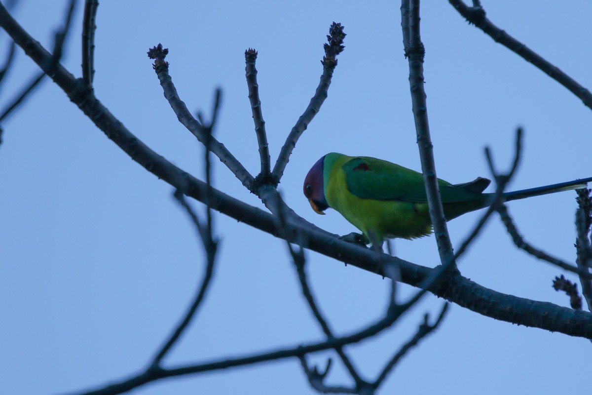 plommehodeparakitt - ML647416313