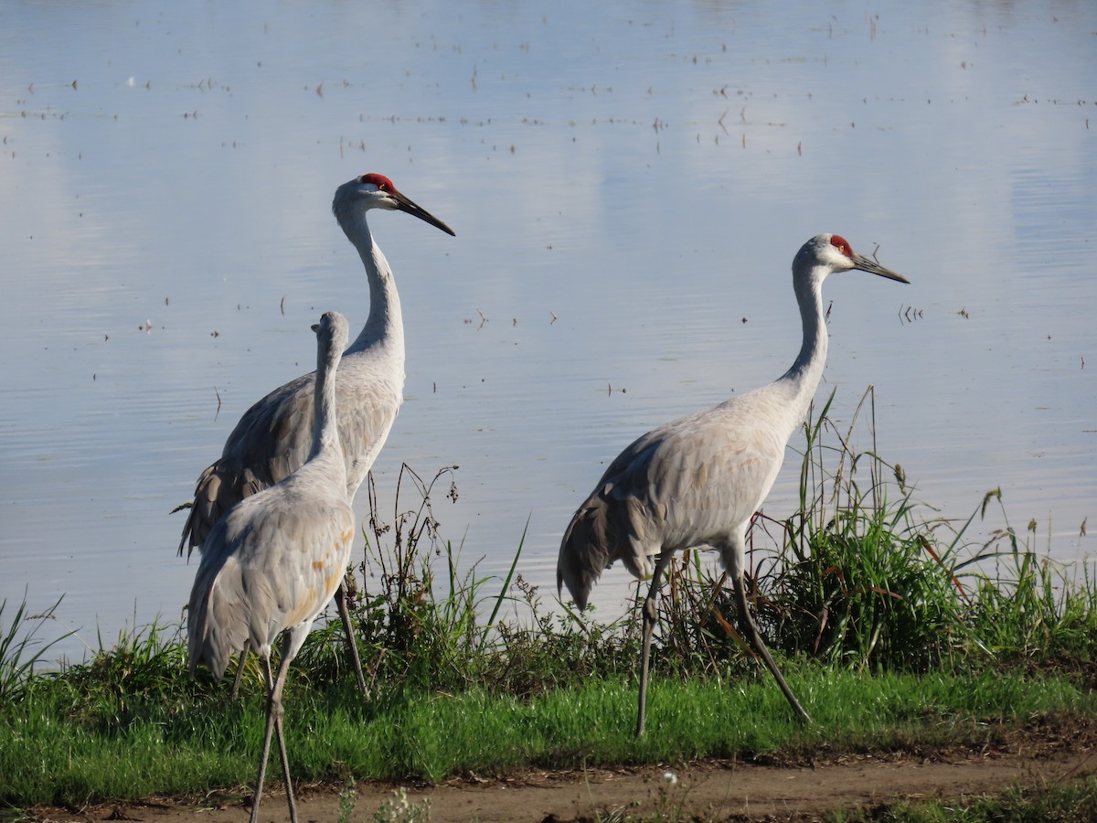 Sandhill Crane - ML647416316