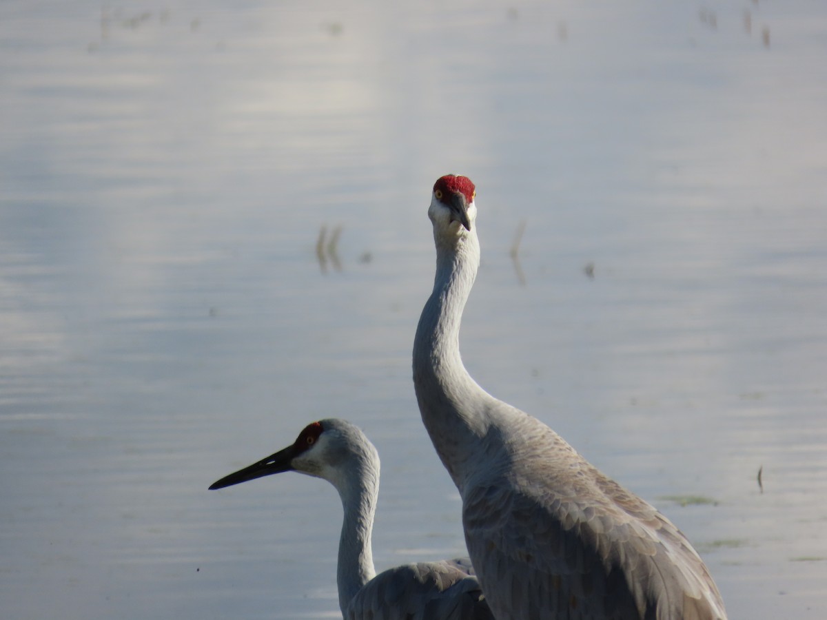Sandhill Crane - ML647416340