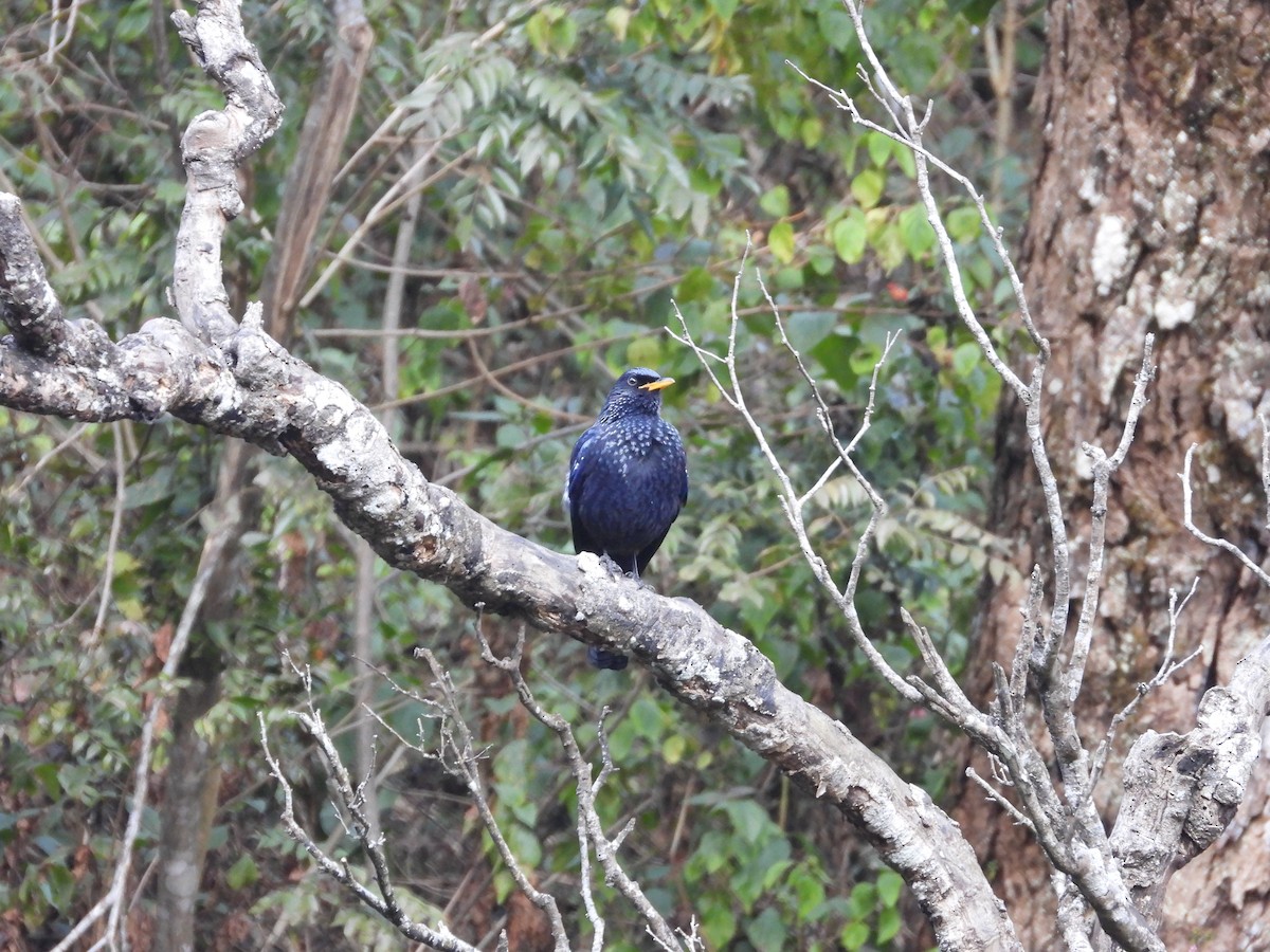 modravec siný - ML647416343