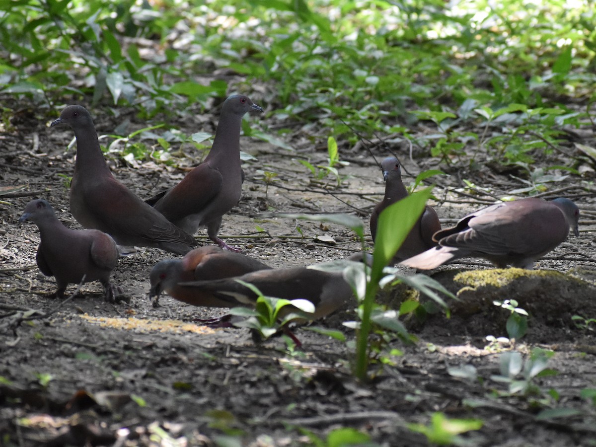 Paloma Colorada - ML647416346