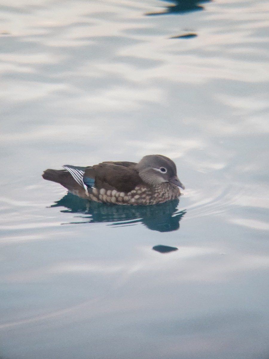 鴛鴦 - ML647416349