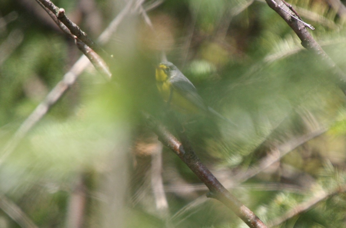 Канадская вильсония - ML647416352