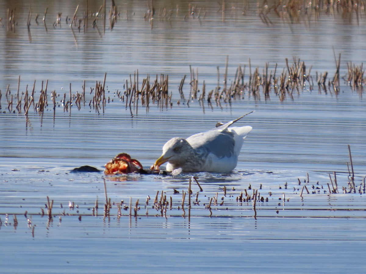 American Herring Gull - ML647416357