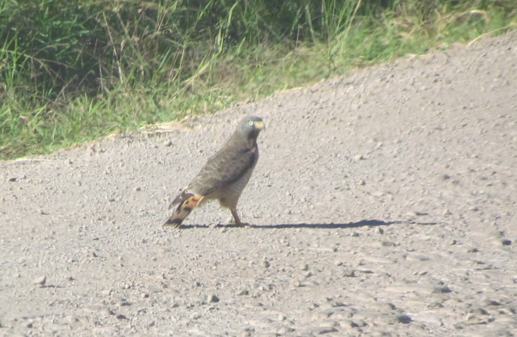 Roadside Hawk - ML647416359