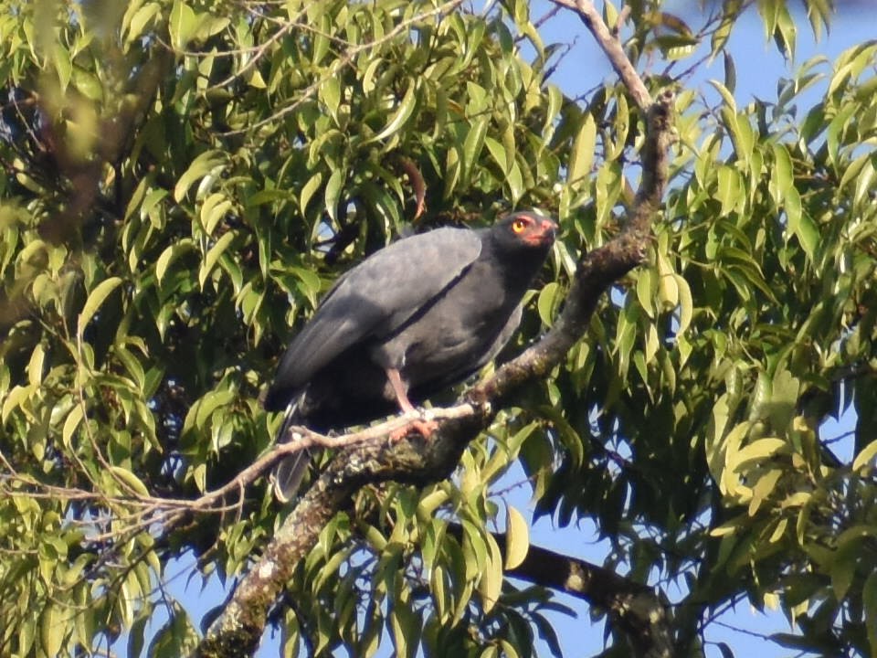 Slate-colored Hawk - ML647416360