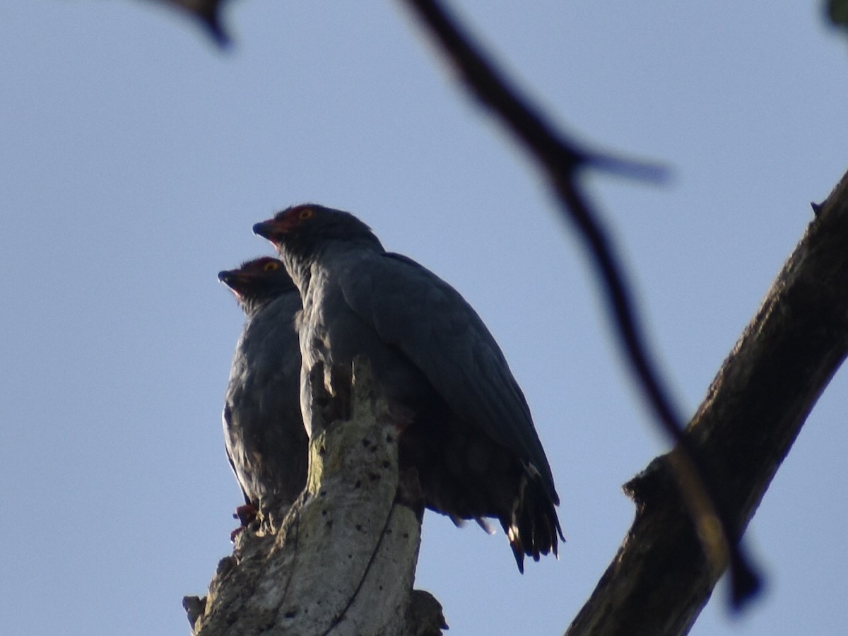 Slate-colored Hawk - ML647416361