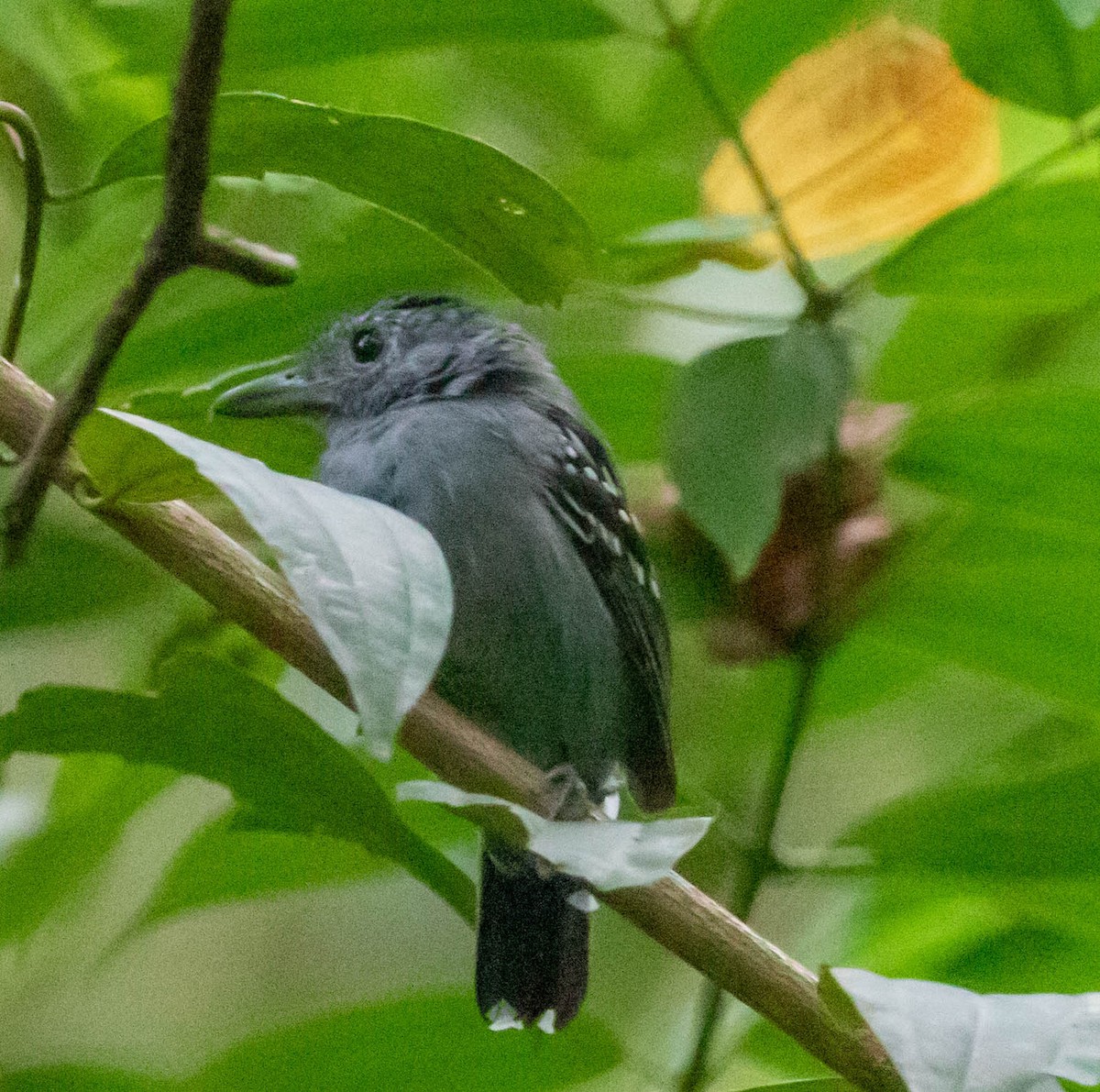 Black-crowned Antshrike - ML647416362