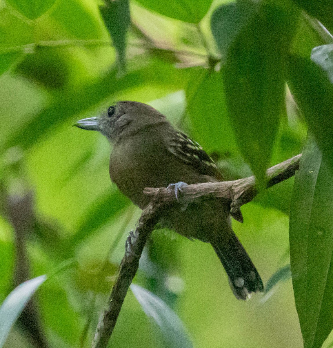 Black-crowned Antshrike - ML647416363