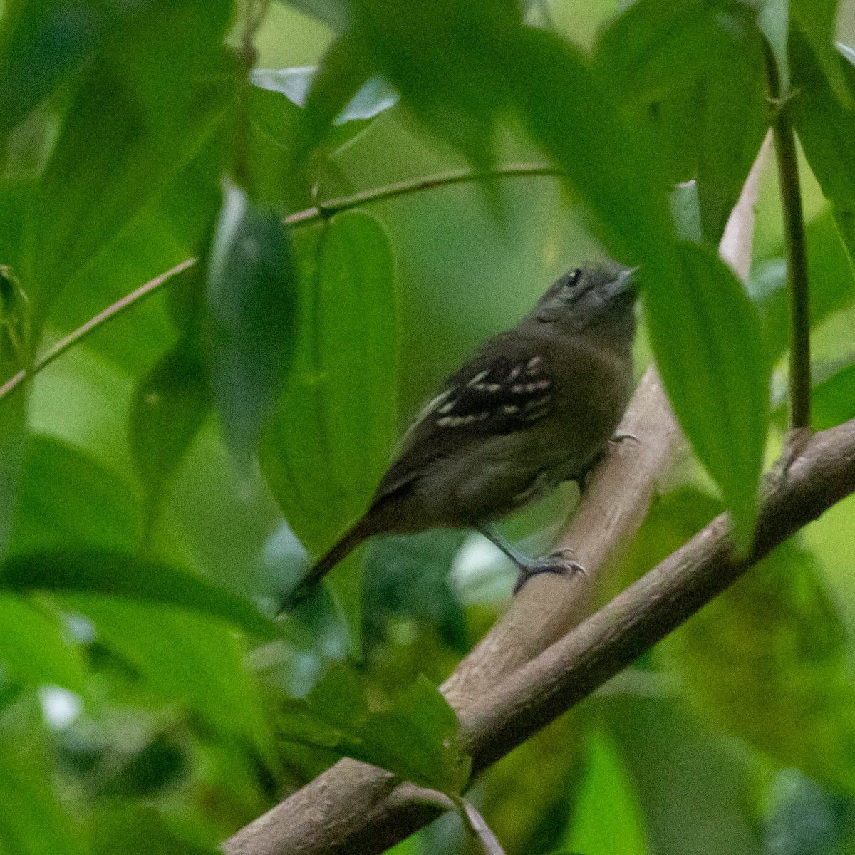 Black-crowned Antshrike - ML647416364