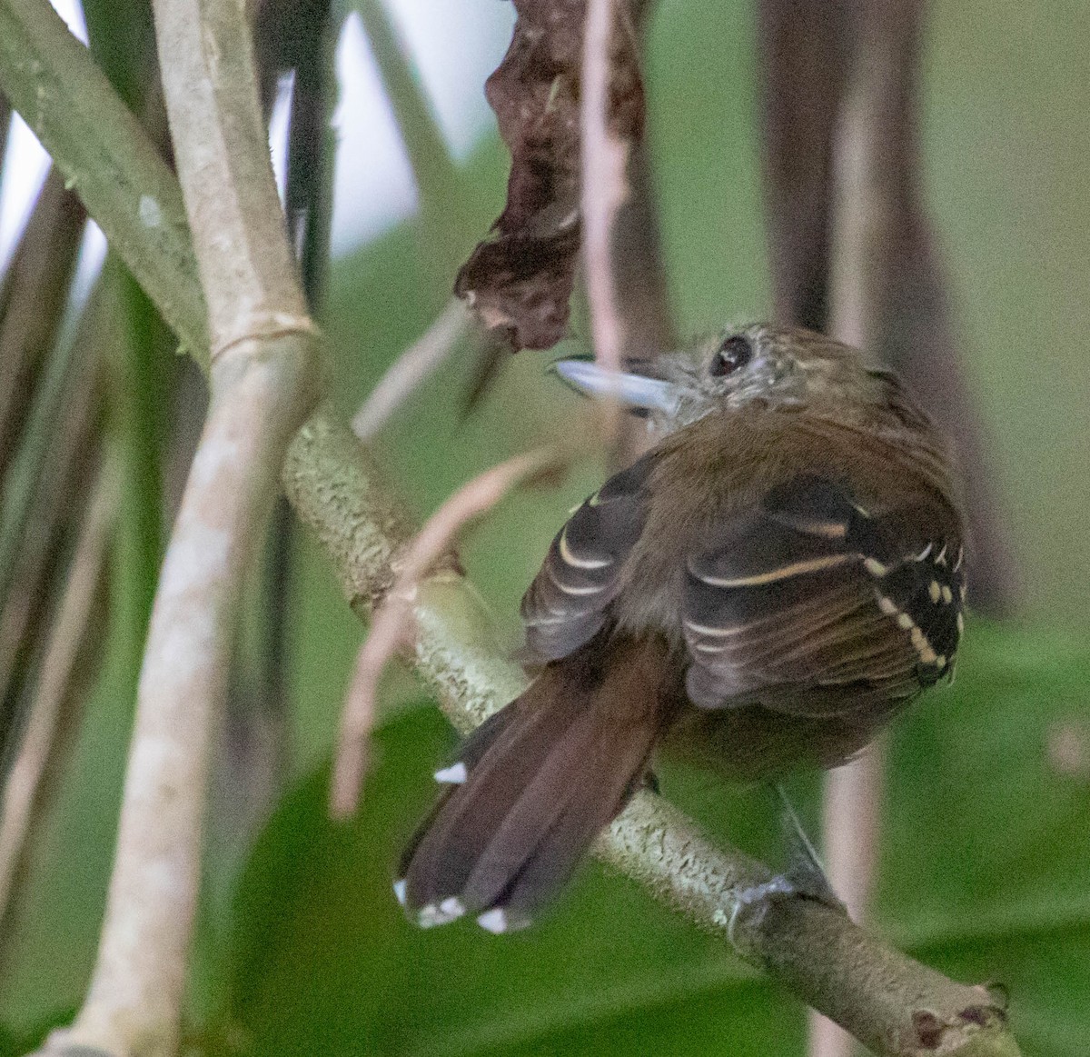 Black-crowned Antshrike - ML647416365