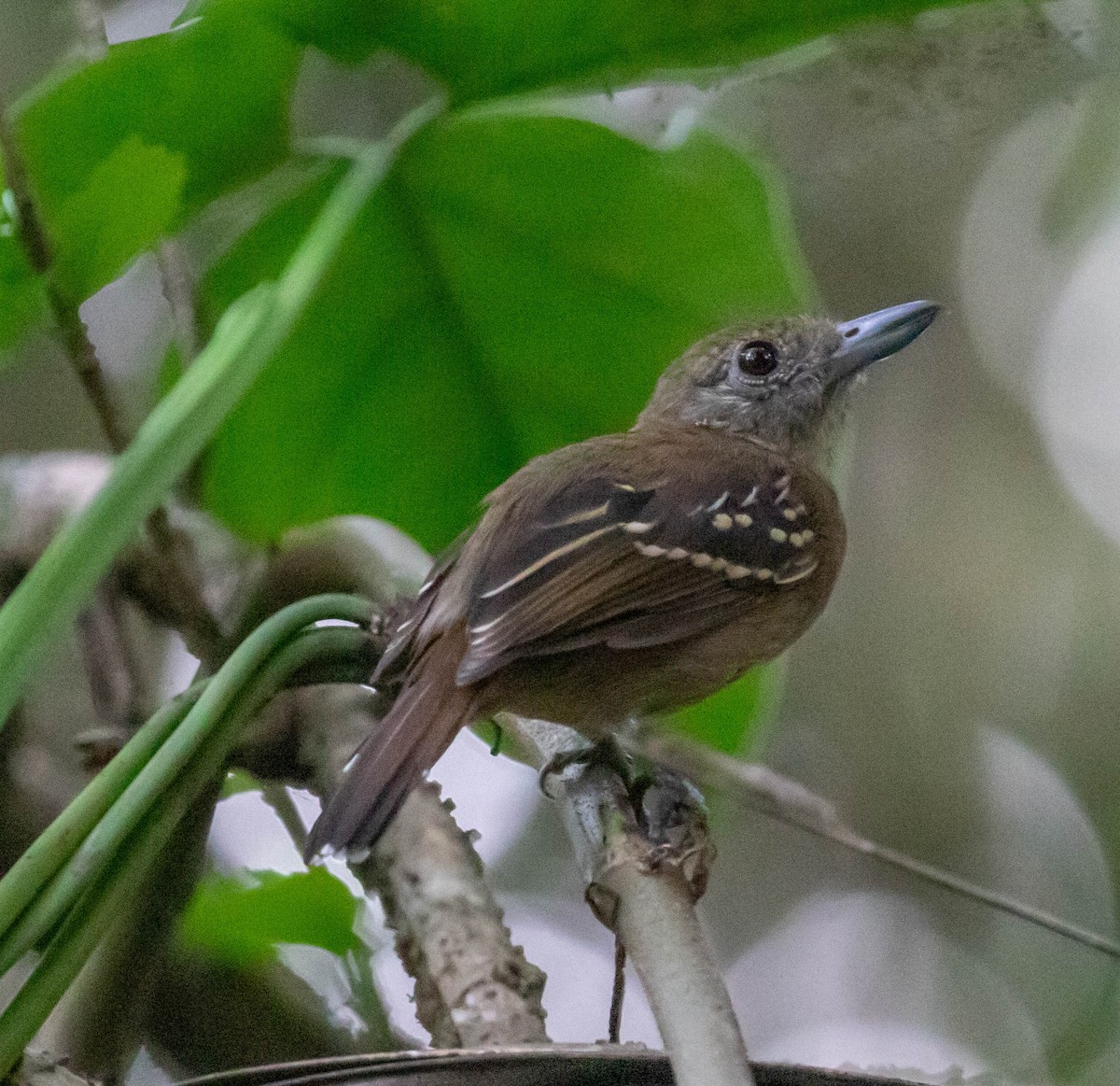 Black-crowned Antshrike - ML647416366