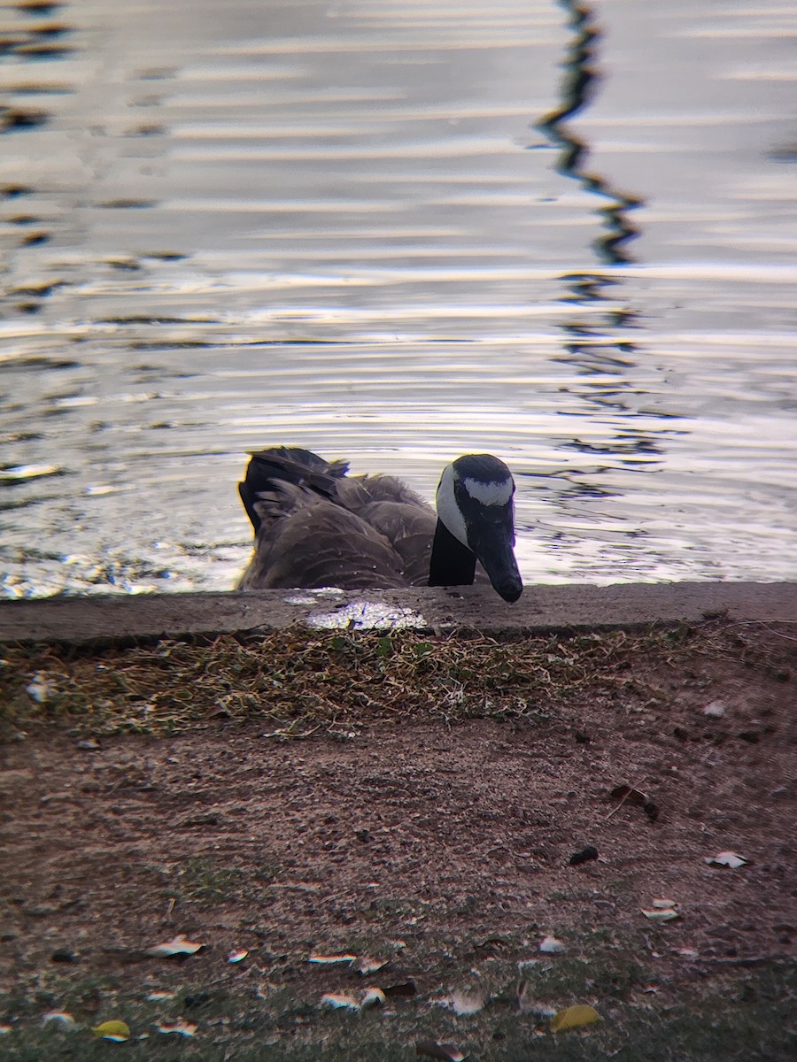 Canada Goose - ML647416371