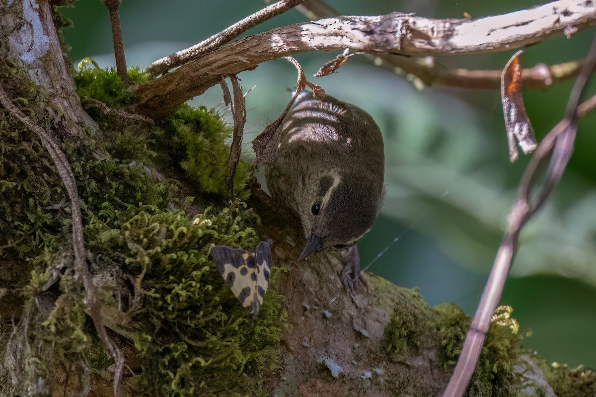 Troglodyte montagnard - ML647416375